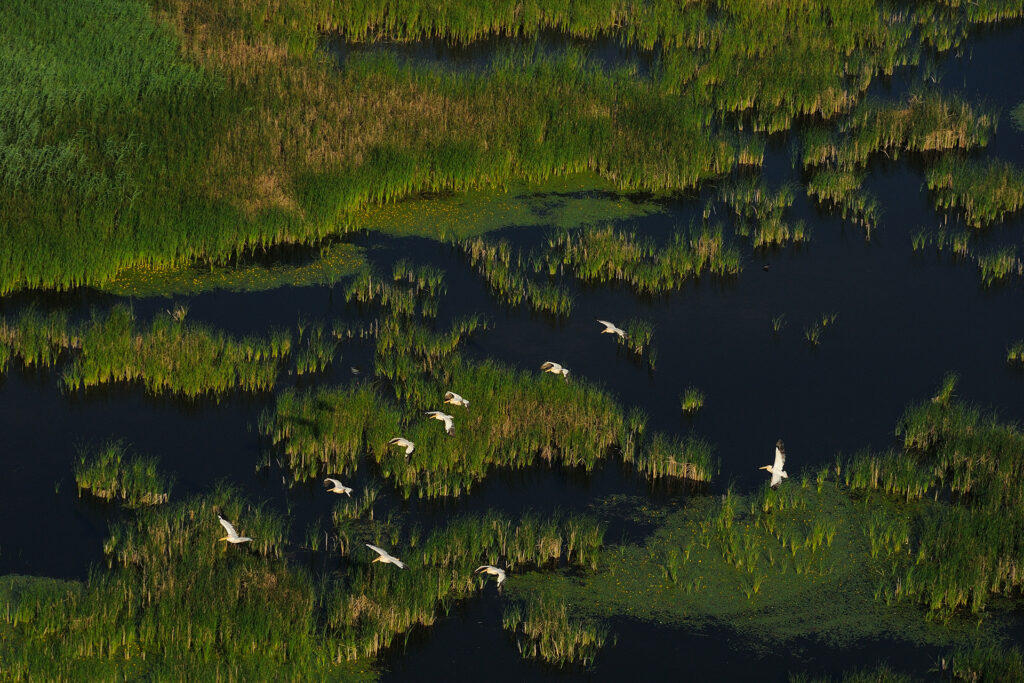 White pelicans, Pelecanus onocrotalus, Aerials over the Danube delta rewilding area, Romania