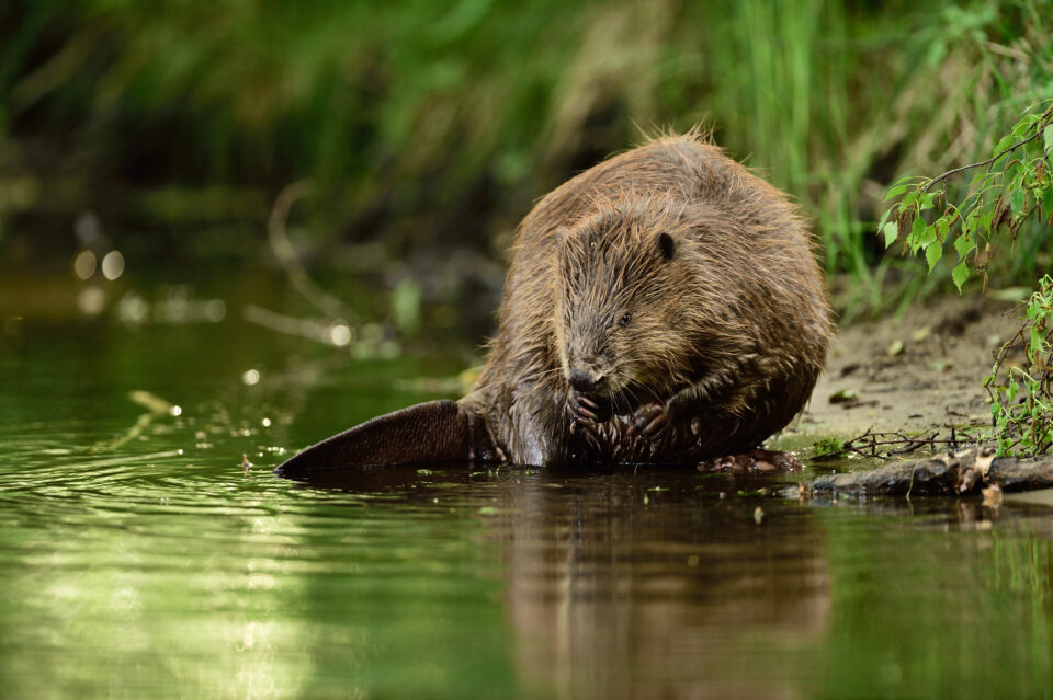 The Beaver - A keystone species of the ecosystem - Rewilding Romania
