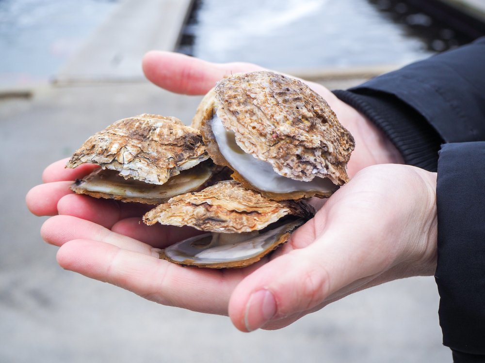 Oyster Heaven