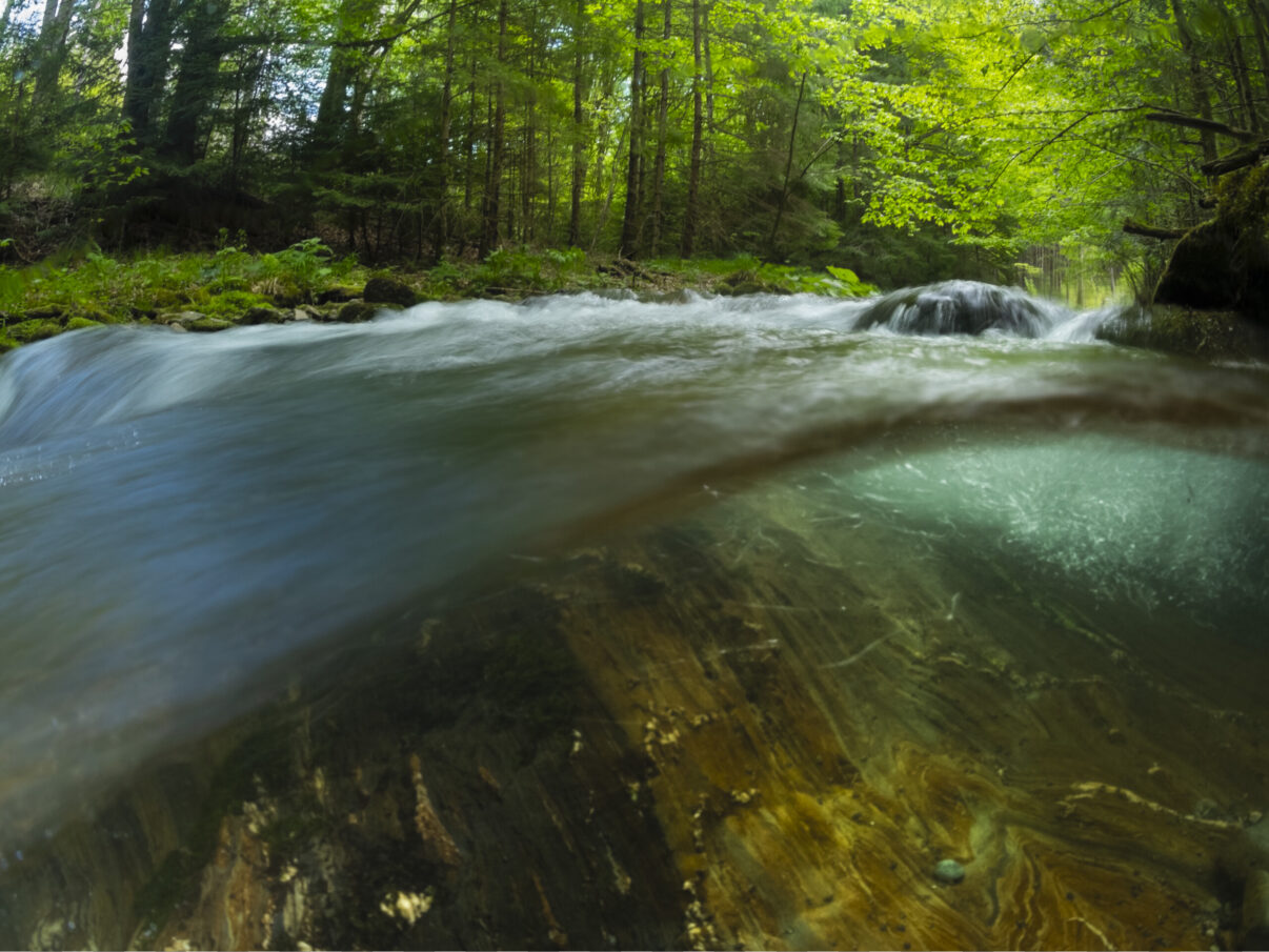 Râul Alb river flowing through beech woodland. Southern Carpathians, Romania.