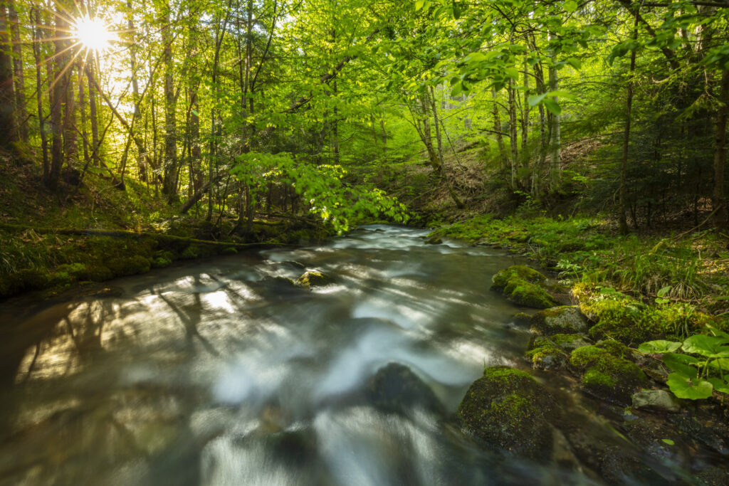 Râul Alb river flowing through beech woodland. Southern Carpathians, Romania.
