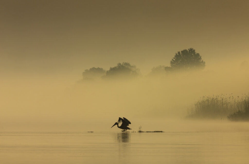 Dalmatian pelican feeding at sunrise in the Danube Delta, Romania.