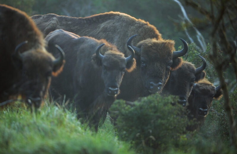 Zimbri (Bos Bonasus), Parcul Național Kennemerduinen, din zona Kraansvlak, Țările de Jos. 