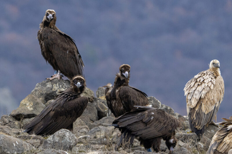 Griffon vulture in Rhodope Mountains rewilding landscape; image taken from Madzharovo photo-hide