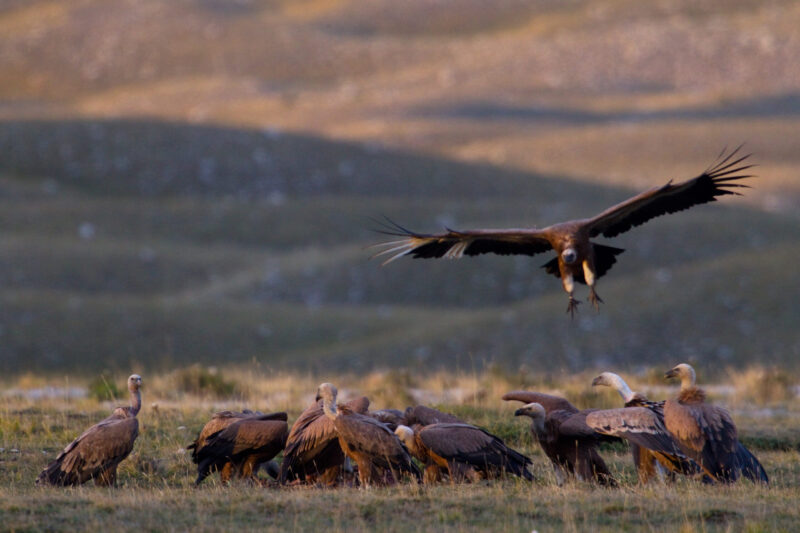 Griffon vultures (Gyps fulvus) feeding on carcass on mountain plateau. Abruzzo, Central Apennines, Italy. Sep 2012