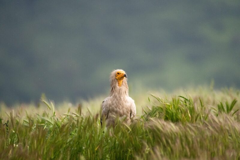 Egyptian vulture in Rhodope Mountains rewilding landscape