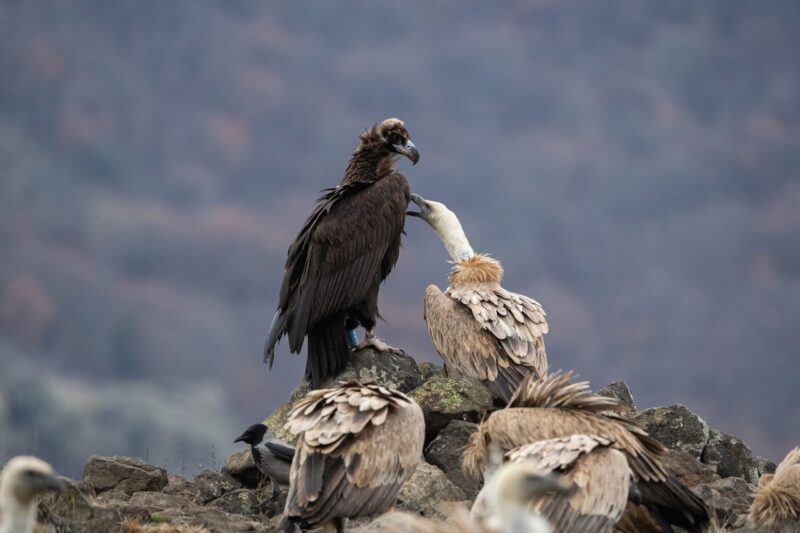 Vultures in Rhodope Mountains